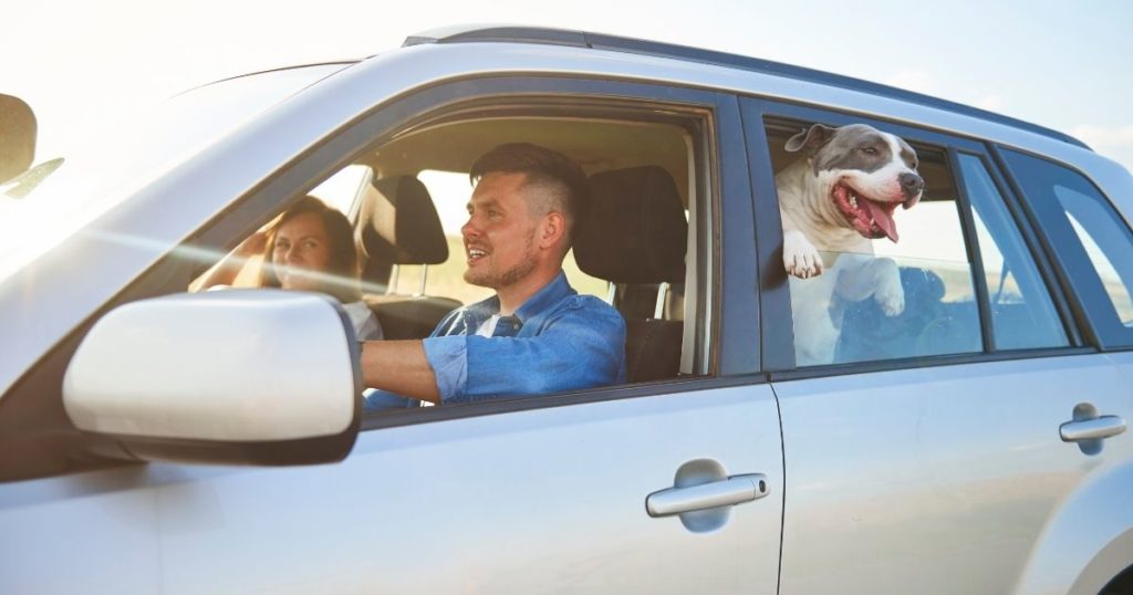 How to Travel Safely with a Pet?