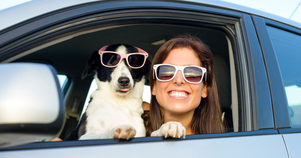 How to Safely Secure Your Pets in the Car?